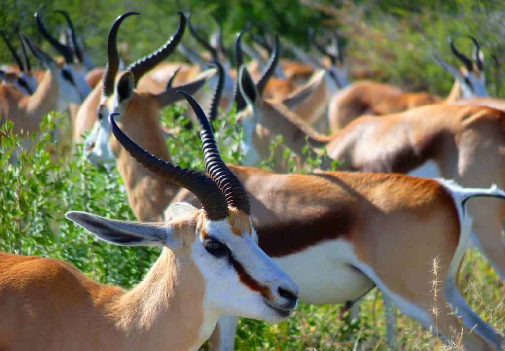 Why Namibia S Etosha National Park Should Be On Your Dream Safari List