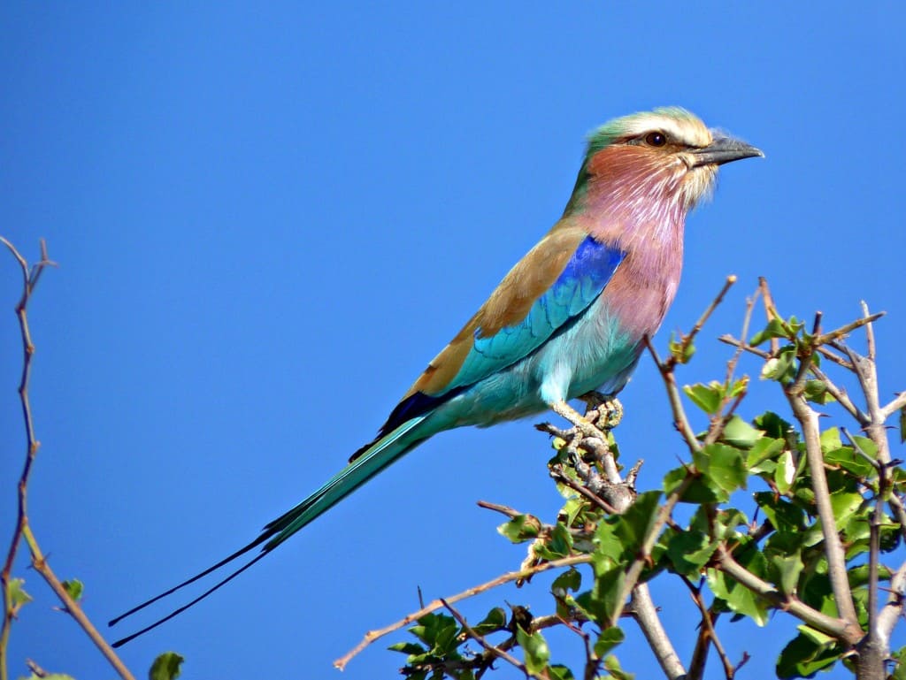 Why Namibia's Etosha National Park Should Be On Your Dream Safari List ...