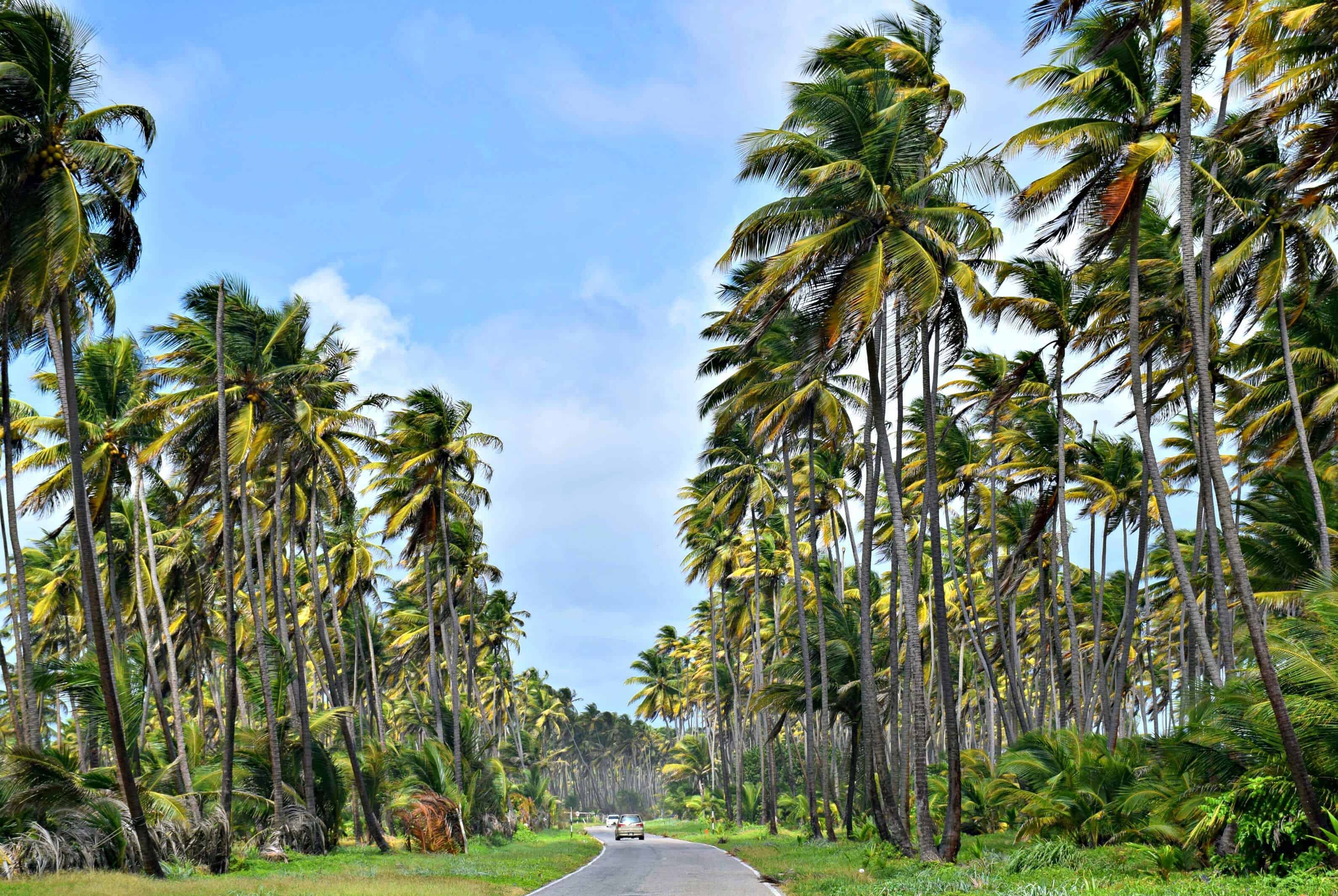 Lessons in Liming on the Coconut Road