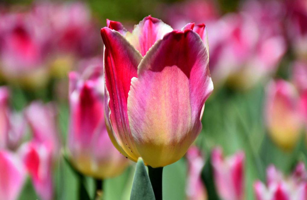 6 REASONS TO VISIT THE CANADIAN TULIP FESTIVAL IN OTTAWA | Travel Bliss Now