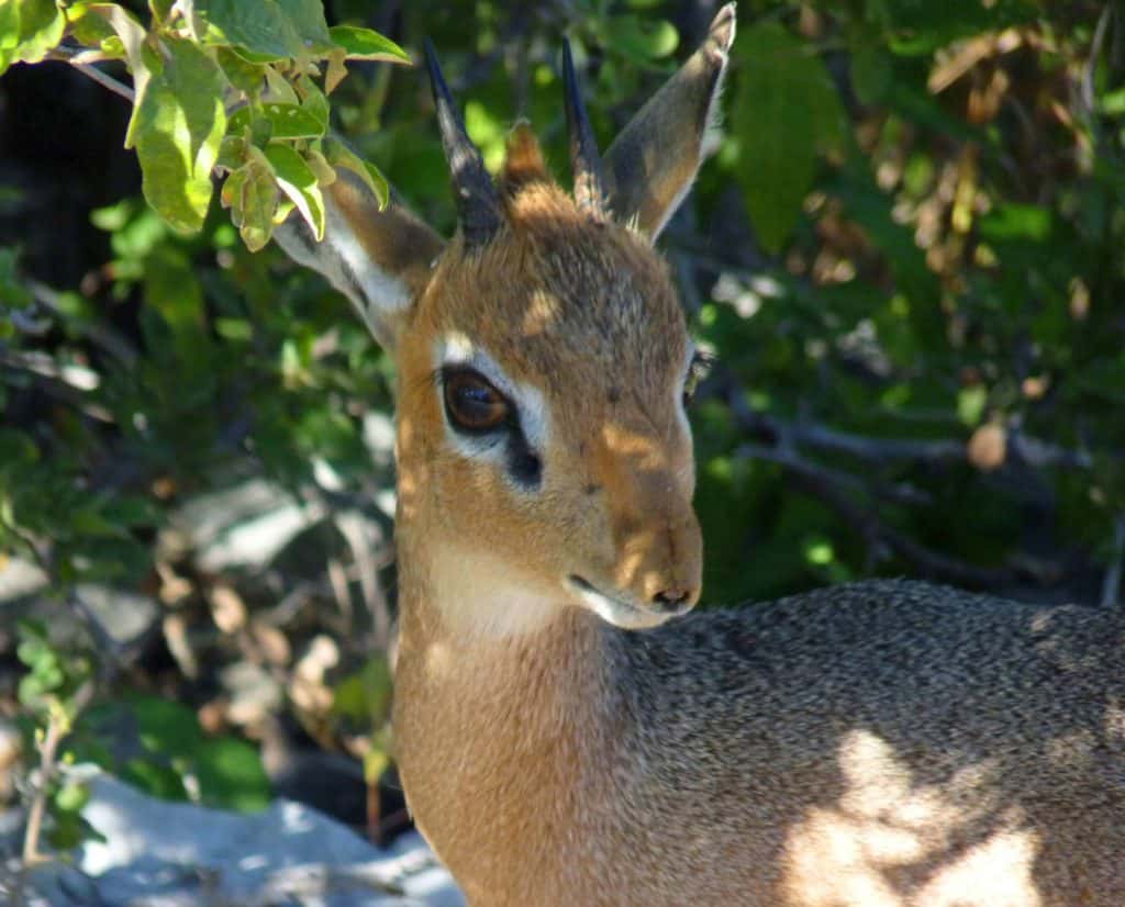 book where the deer and the antelope play