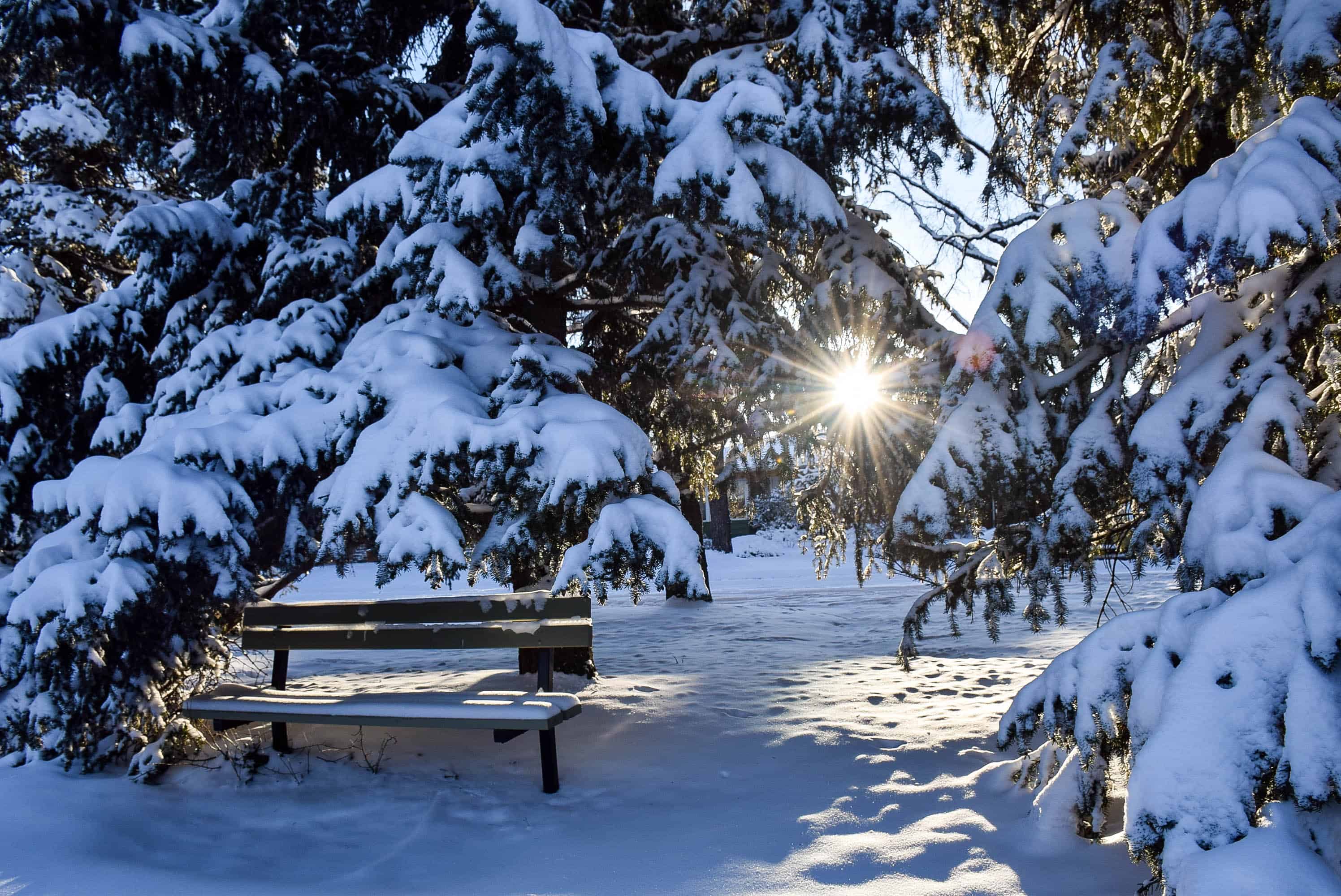 Photo Of The Week Magical Snow In Calgary Travel Bliss Now