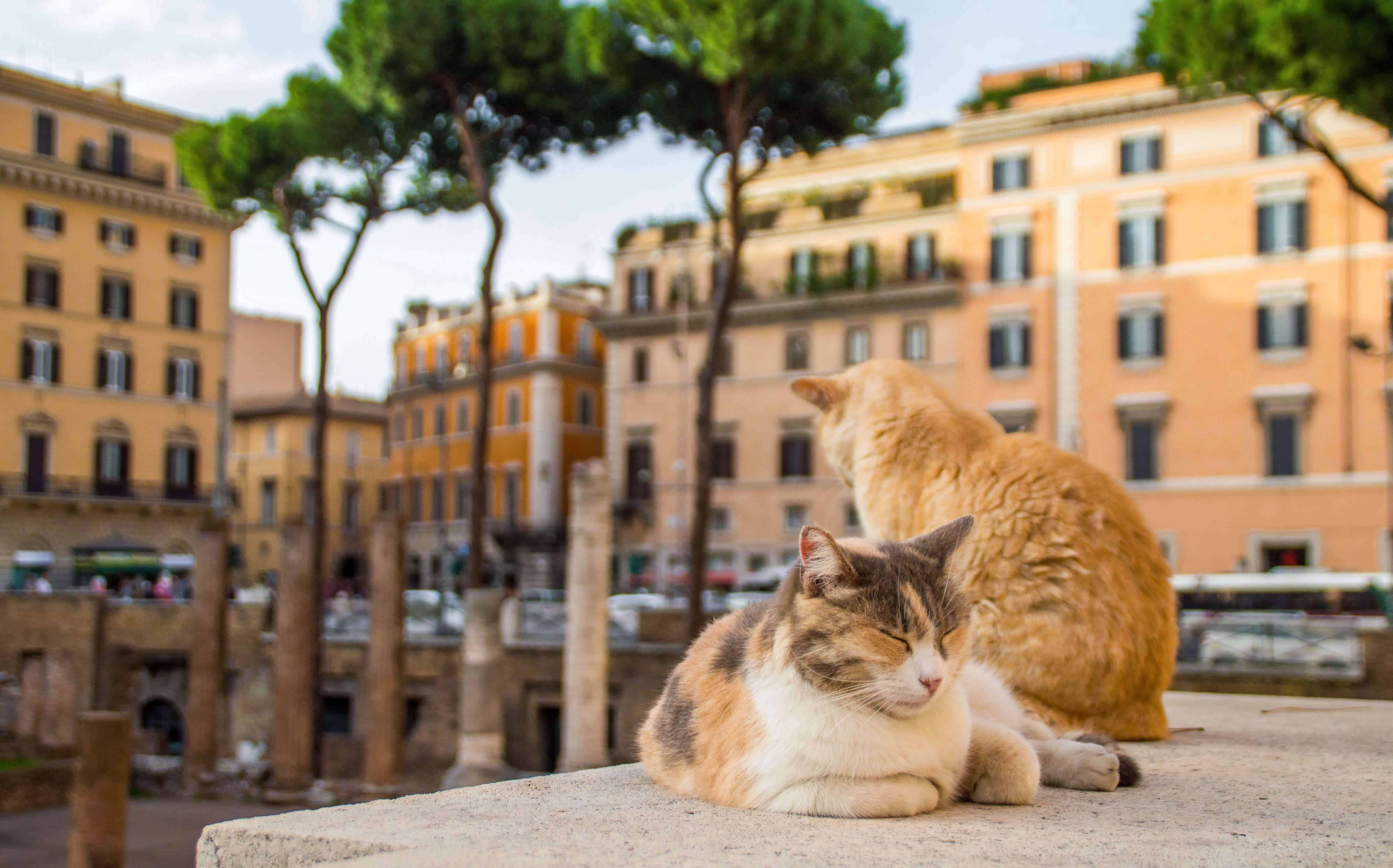 See wild cats roam among the ruins at a cat sanctuary in Rome Travel