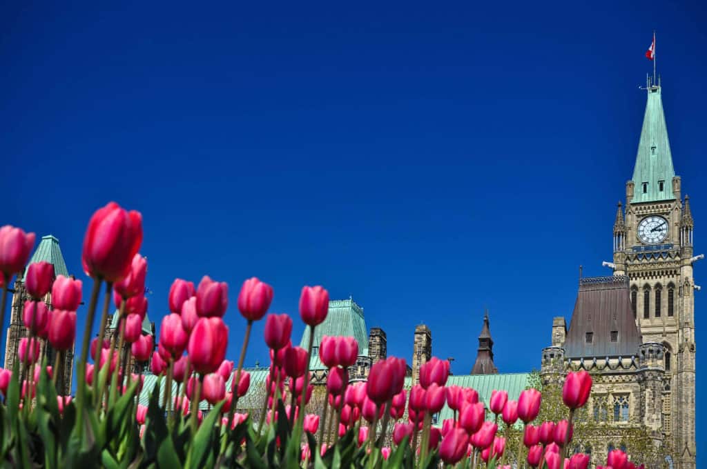 A Guide to the Canadian Tulip Festival in Ottawa Travel Bliss Now
