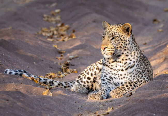 This might be the best place to see big cats in Africa: Photos