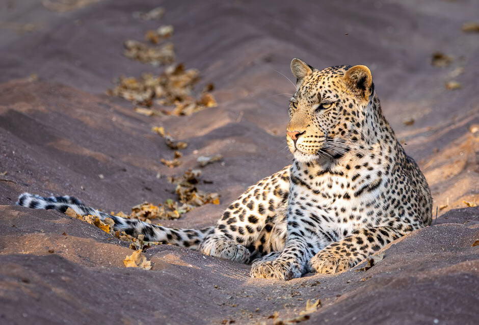 This might be the best place to see big cats in Africa: Photos